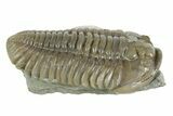 Prone Flexicalymene Trilobite - Mt Orab, Ohio #380310-2